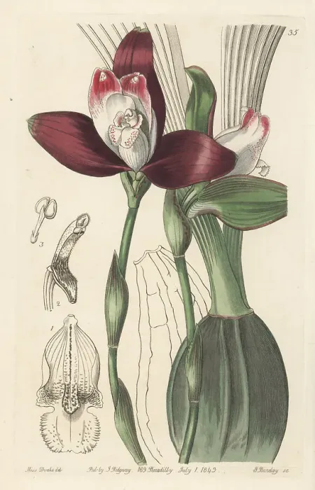 Framed Print : Lycaste macrophylla orchid Framed Print : Lycaste macrophylla orchid