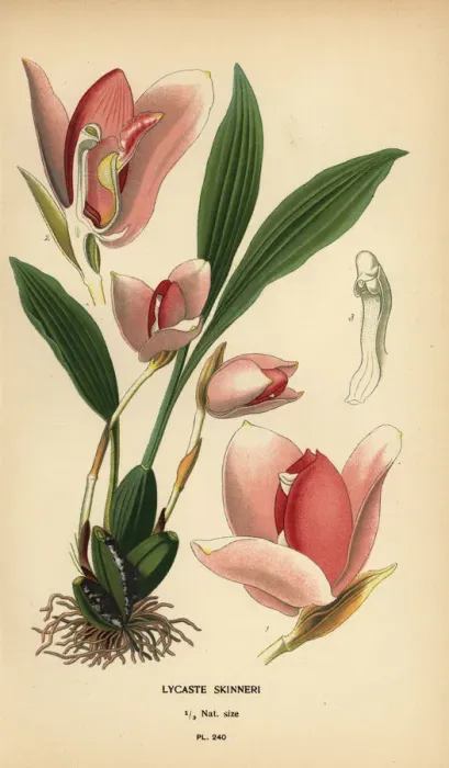 Framed Print : Lycaste virginalis orchid Framed Print : Lycaste virginalis orchid