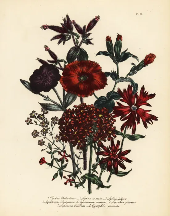 Framed Print : Lychnis and campion species Framed Print : Lychnis and campion species