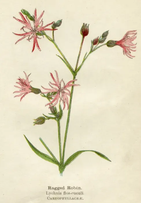 Framed Print : LYCHNIS FLOS-CUCULI Framed Print : LYCHNIS FLOS-CUCULI