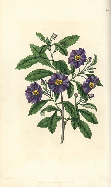 Lycianthes lycioides