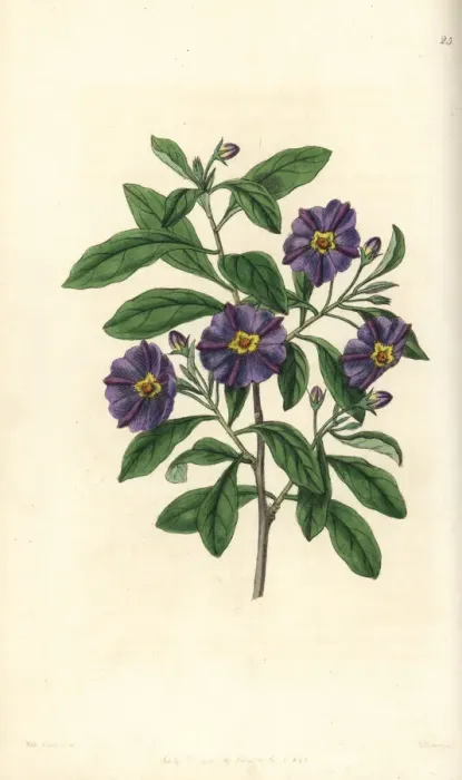 Framed Print : Lycianthes lycioides Framed Print : Lycianthes lycioides