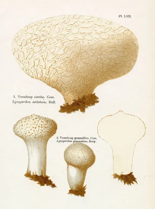 Framed Print : LYCOPERDON COELATUM LYCOPERDON GEMMATUM (edible) Date: 1876 Framed Print : LYCOPERDON COELATUM LYCOPERDON GEMMATUM (edible) Date: 1876