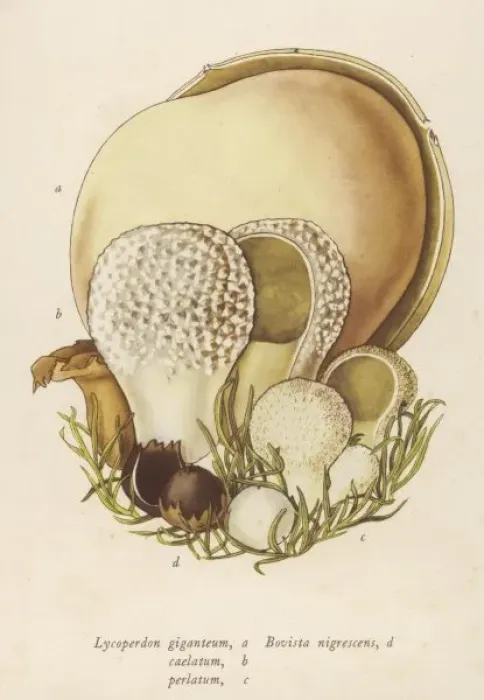 Framed Print : Lycoperdon / Various Framed Print : Lycoperdon / Various