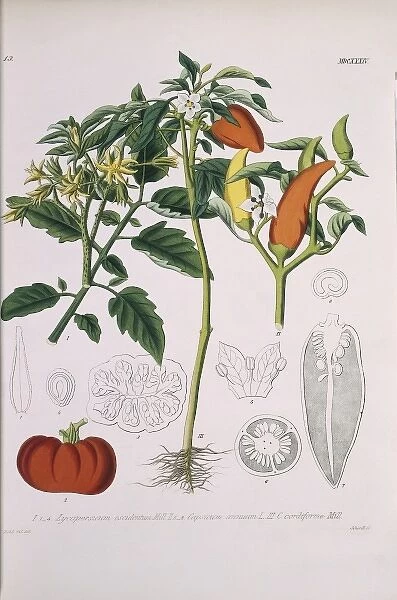 Lycopersicum esculentum, Capsicum annum & Capsicum cordiform