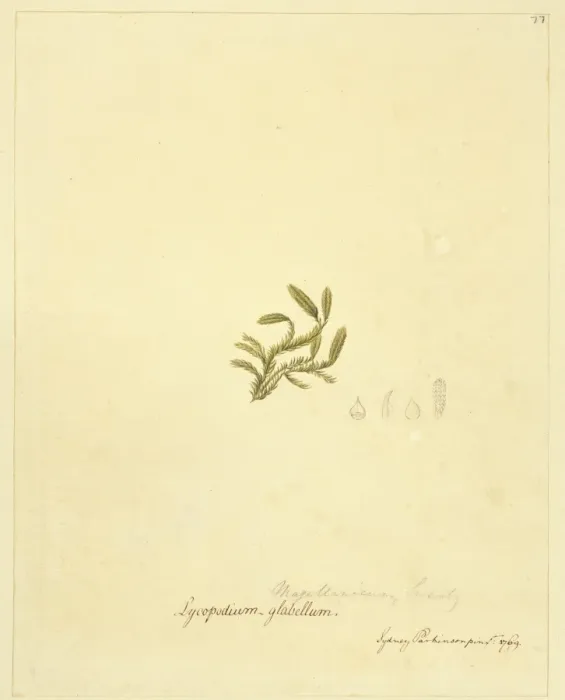 Framed Print : Lycopodium magellanicum, club moss Framed Print : Lycopodium magellanicum, club moss