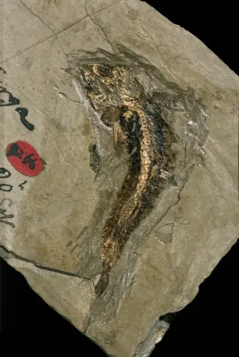 Framed Print : Lycoptera, bony fish fossil Framed Print : Lycoptera, bony fish fossil