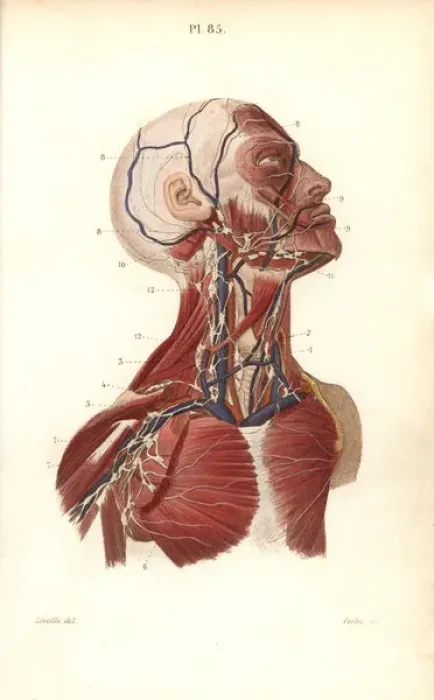 Framed Print : Lymph nodes and vessels in the head, neck and chest Framed Print : Lymph nodes and vessels in the head, neck and chest