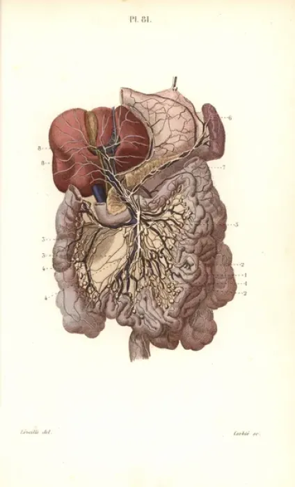 Framed Print : Lymphatic system to the abdomen Framed Print : Lymphatic system to the abdomen