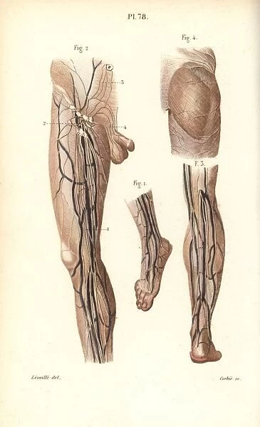 Lymphatic system in the leg and foot