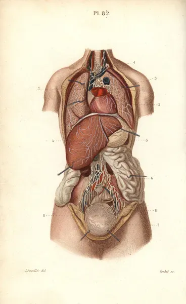 Lymphatic System Print, 1864. Art Prints, Posters & Puzzles from