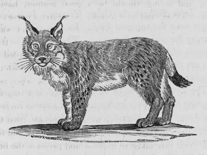 Framed Print : Lynx (Bewick) Framed Print : Lynx (Bewick)