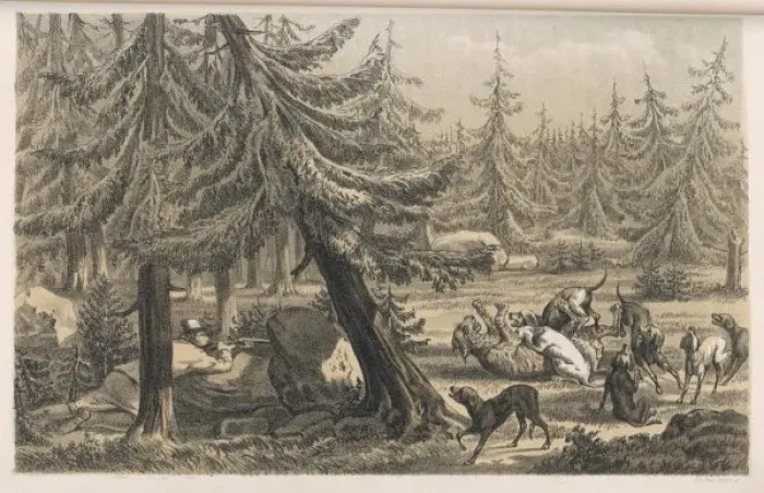 Framed Print : Lynx and Dogs Framed Print : Lynx and Dogs