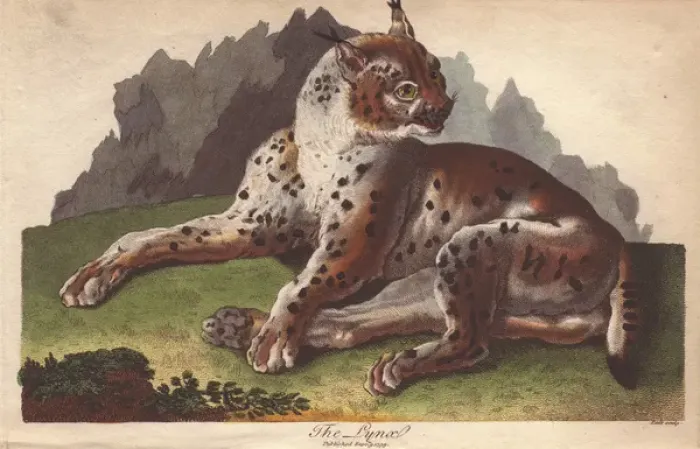 Framed Print : Lynx, Lynx lynx Framed Print : Lynx, Lynx lynx