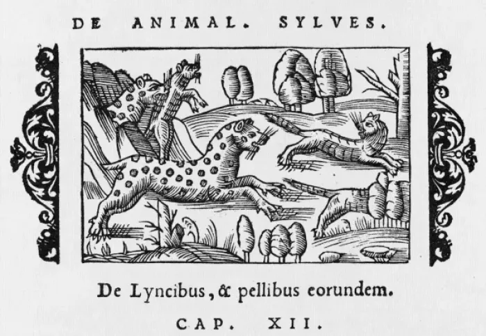 Framed Print : Lynx (Olaus Magnus)