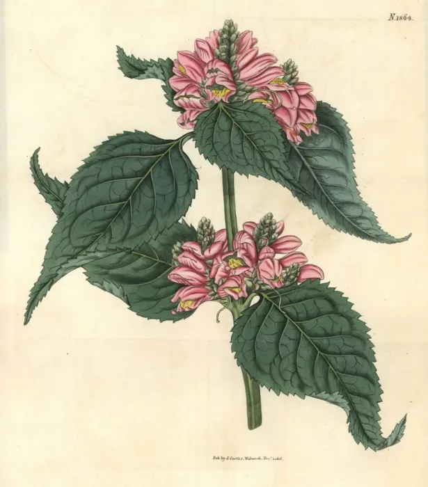 Framed Print : Lyons chelone, Chelone lyonii Framed Print : Lyons chelone, Chelone lyonii