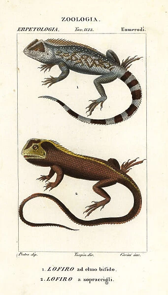 Lyreshead lizard and mophead iguana