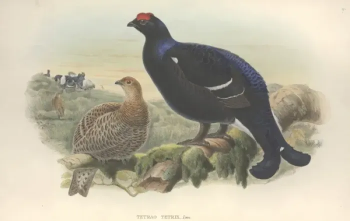 Framed Print : Lyrurus tetrix, Eurasian black grouse Framed Print : Lyrurus tetrix, Eurasian black grouse