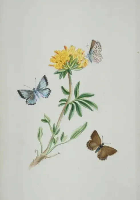 Framed Print : Lysandra coridon, chalk-hill blue Framed Print : Lysandra coridon, chalk-hill blue