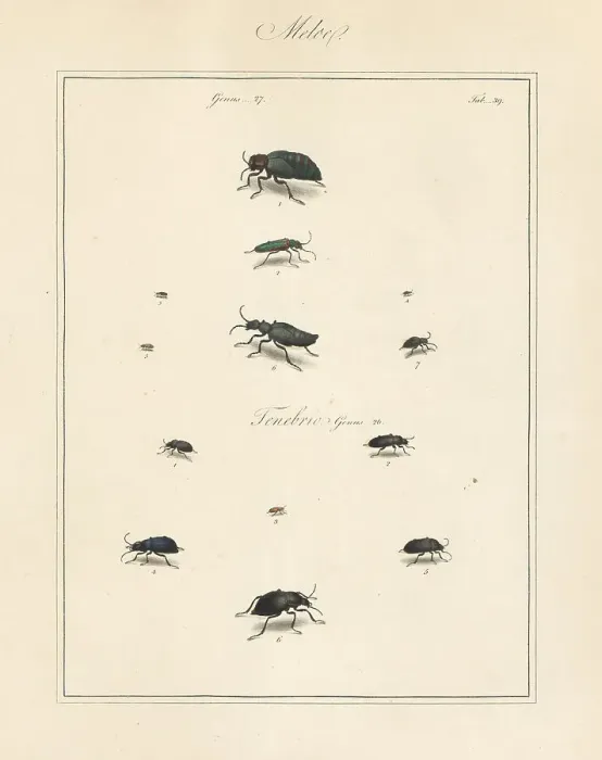 Framed Print : Lytta spanishfly, grain beetle, oil-beetle, etc Framed Print : Lytta spanishfly, grain beetle, oil-beetle, etc