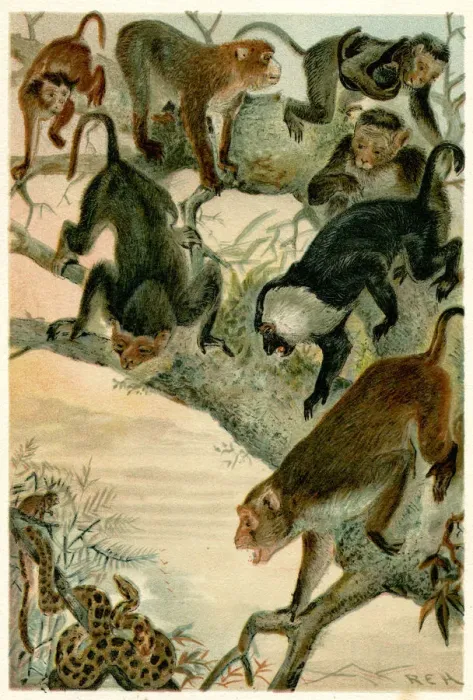 Framed Print : MACACO MONKEYS / R. E. H Framed Print : MACACO MONKEYS / R. E. H