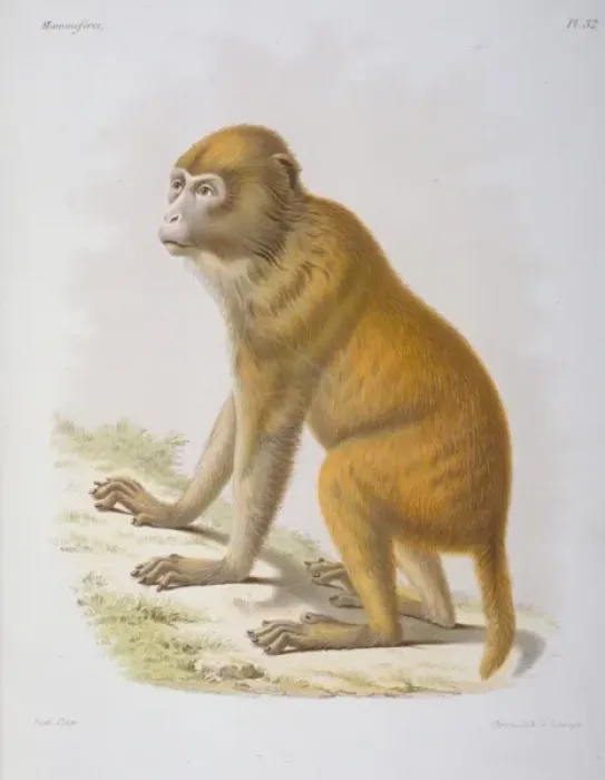 Framed Print : Macacus tcheliensis, macaquc Framed Print : Macacus tcheliensis, macaquc