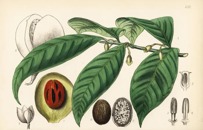 Framed Print : Mace and nutmeg, Myristica fragrans Framed Print : Mace and nutmeg, Myristica fragrans