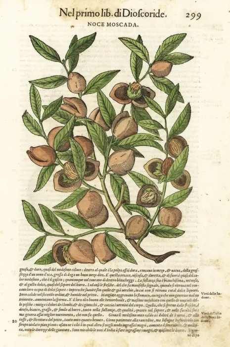Framed Print : Mace and nutmeg, Myristica fragrans Framed Print : Mace and nutmeg, Myristica fragrans