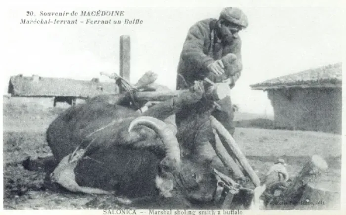 Framed Print : Macedonia - Blacksmith shoeing a Buffalo Framed Print : Macedonia - Blacksmith shoeing a Buffalo
