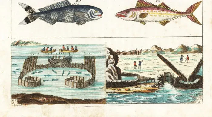 Framed Print : Mackerel fishing methods, pilot fish and painted mackerel