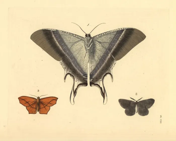 Framed Print : Macleays swallowtail, dark umber and chain-dotted geometer Framed Print : Macleays swallowtail, dark umber and chain-dotted geometer