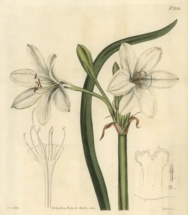 Framed Print : Macquarie crinum, Crinum flaccidum Framed Print : Macquarie crinum, Crinum flaccidum