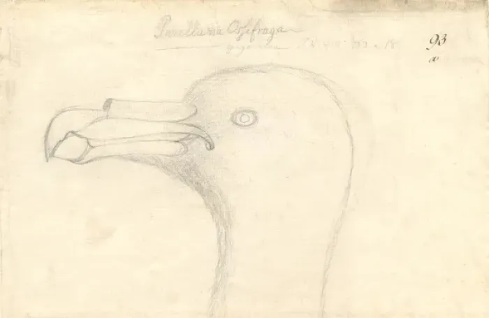 Framed Print : Macronectes giganteus, southern giant petrel Framed Print : Macronectes giganteus, southern giant petrel