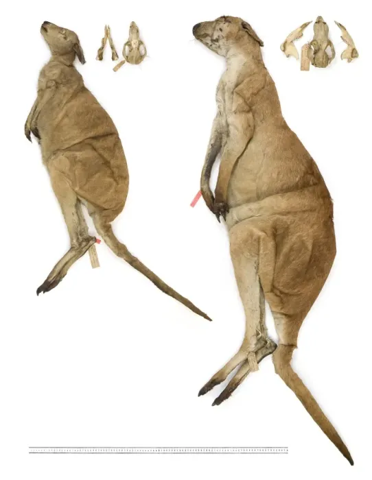 Framed Print : Macropus antilopinus, antilopine wallaby Framed Print : Macropus antilopinus, antilopine wallaby