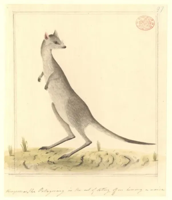 Framed Print : Macropus giganteus, eastern gray kangaroo Framed Print : Macropus giganteus, eastern gray kangaroo