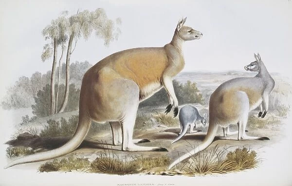 Macropus laniger, great red kangaroo