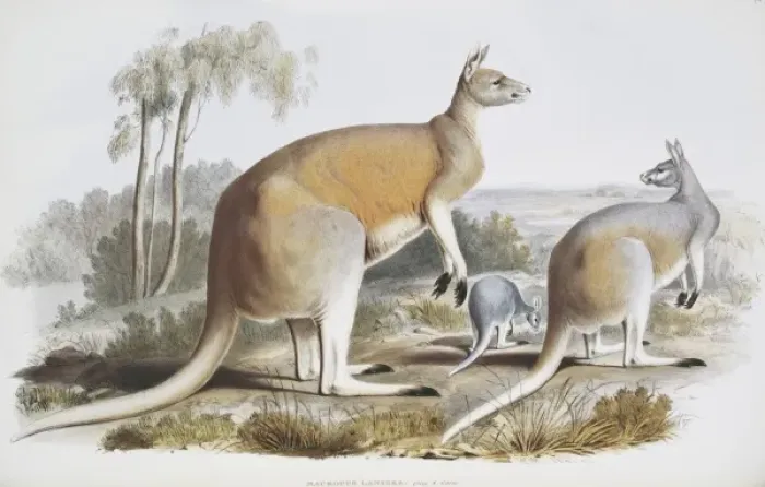Framed Print : Macropus laniger, great red kangaroo Framed Print : Macropus laniger, great red kangaroo