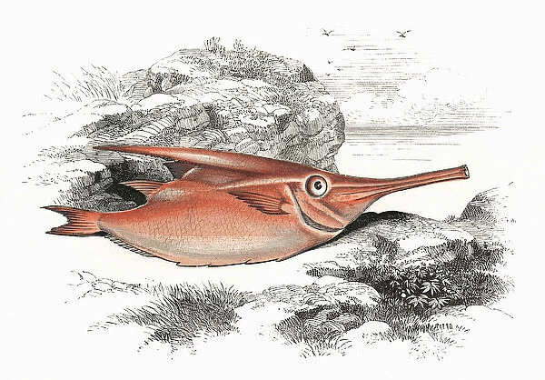 Macroramphosus scolopax, or Longspine Snipefish