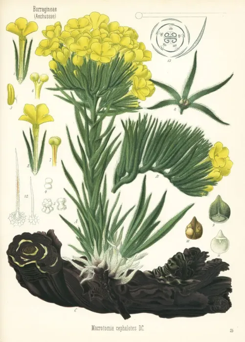 Framed Print : Macrotomia densiflora Framed Print : Macrotomia densiflora