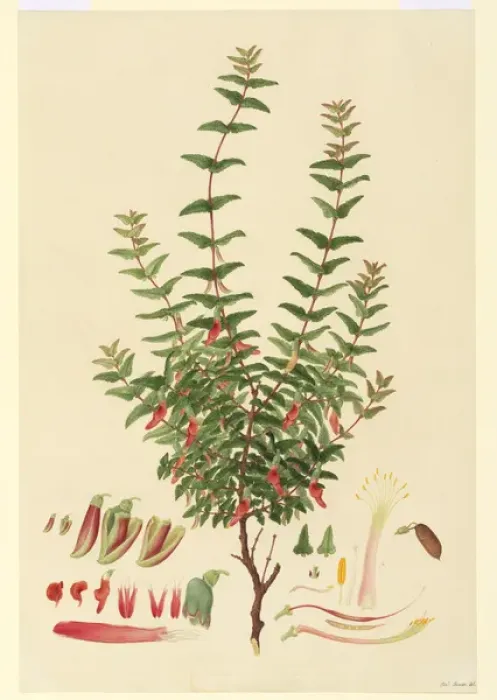 Framed Print : Macrotropis formosa Framed Print : Macrotropis formosa
