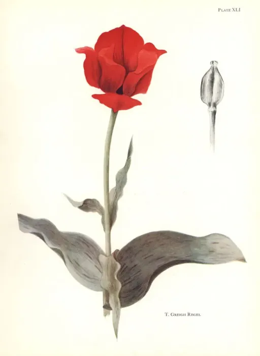 Framed Print : Maculate tulip, Tulipa greigii Framed Print : Maculate tulip, Tulipa greigii