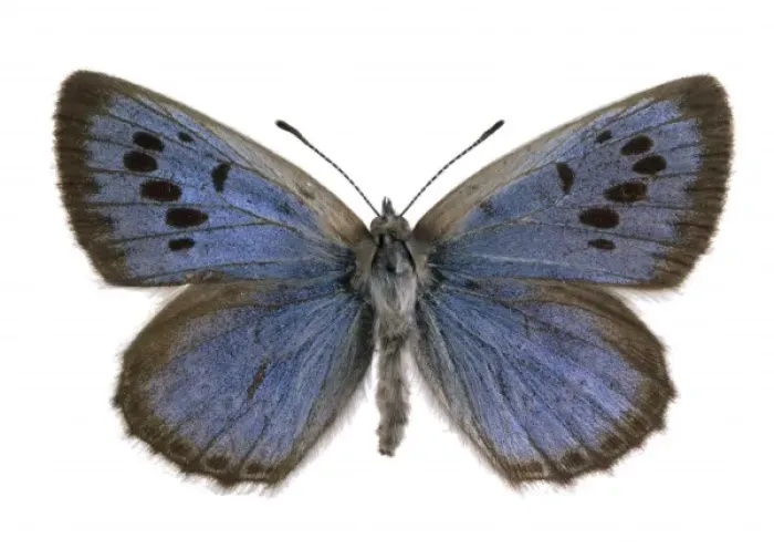 Framed Print : Maculinea arion, large blue Framed Print : Maculinea arion, large blue