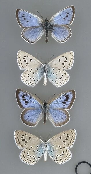 Maculinea arion, large blue butterfly