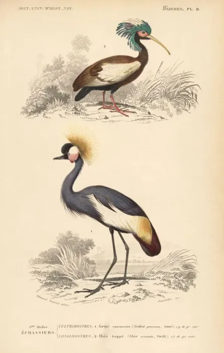 Framed Print : Madagascan crested ibis and grey crowned crane (endangered) Framed Print : Madagascan crested ibis and grey crowned crane (endangered)