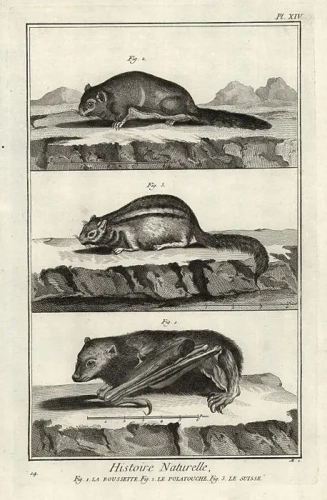 Framed Print : Madagascan rousette, Siberian flying squirrel and eastern chipmu Framed Print : Madagascan rousette, Siberian flying squirrel and eastern chipmu