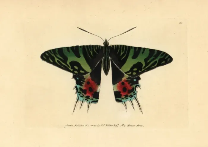 Framed Print : Madagascan sunset moth, Chrysiridia rhipheus Framed Print : Madagascan sunset moth, Chrysiridia rhipheus