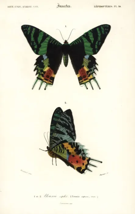 Framed Print : Madagascan sunset moth, Chrysiridia rhipheus Framed Print : Madagascan sunset moth, Chrysiridia rhipheus
