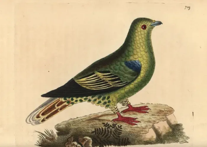 Framed Print : Madagascar green pigeon, Treron australis Framed Print : Madagascar green pigeon, Treron australis