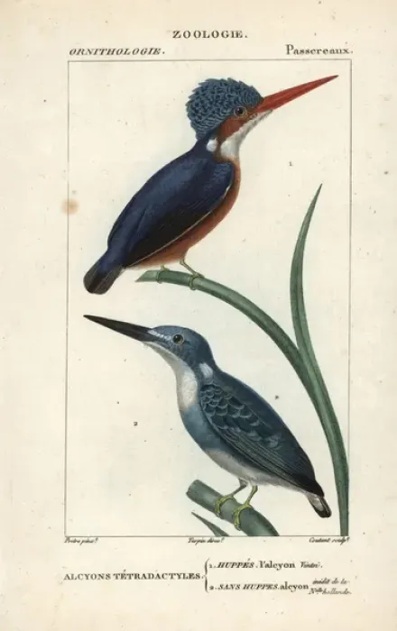 Framed Print : Madagascar kingfisher, Alcedo vintsioides Framed Print : Madagascar kingfisher, Alcedo vintsioides