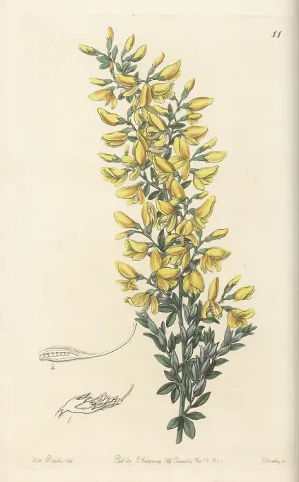 Framed Print : Madeira broom, Genista tenera
